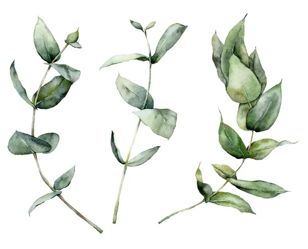 Conjunto floral acuarela de ramas de eucalipto, semillas y hojas. Eucalipto de plata pintado a mano aislado sobre fondo blanco. Ilustración para diseño, impresión, tela o fondo. — Foto de Stock