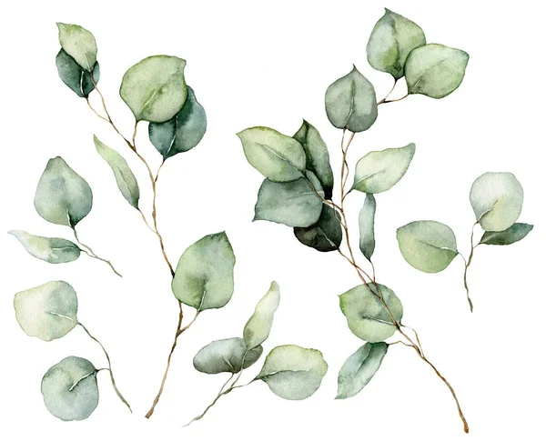 Conjunto floral acuarela de semillas, hojas y ramas de eucalipto. Eucalipto de plata pintado a mano aislado sobre fondo blanco. Ilustración para diseño, impresión, tela o fondo. — Foto de Stock