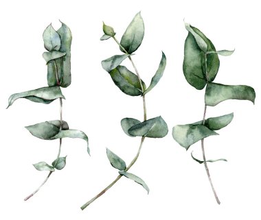 Suluboya mavi okaliptüs yaprakları, tohumlar ve dallar. Beyaz arka planda el yapımı gümüş renkli okaliptüs. Tasarım, baskı, kumaş veya arkaplan çizimi.