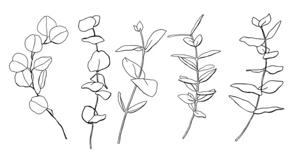Conjunto floral vectorial de hojas y ramas lineales de eucalipto. Plantas negras pintadas a mano aisladas sobre fondo blanco. Ilustración minimalista para diseño, impresión, tela, fondo. Moderno y elegante. — Vector de stock
