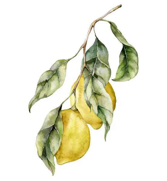 Carta tropicale acquerello di limoni maturi e foglie. Ramo dipinto a mano di frutta fresca isolato su sfondo bianco. Gustosa illustrazione alimentare per design, stampa, tessuto o sfondo. — Foto Stock