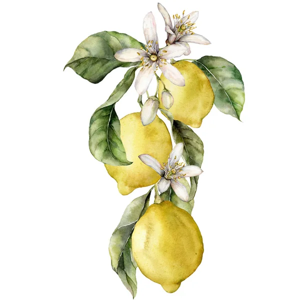 Carta tropicale acquerello di limoni maturi, fiori e foglie. Ramo dipinto a mano di frutta fresca isolato su sfondo bianco. Gustosa illustrazione alimentare per design, stampa, tessuto o sfondo. — Foto Stock