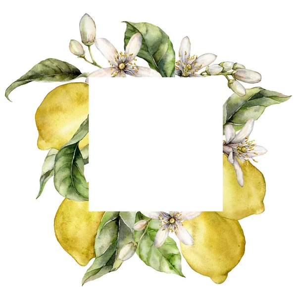 Акварель тропічна рамка з стиглих лимонів, листя і квітів. Ручна пофарбована рамка зі свіжих фруктів ізольована на білому тлі. Смачна ілюстрація їжі для дизайну, друку, тканини або фону . — стокове фото