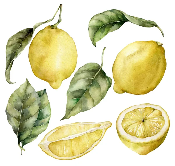 Conjunto de acuarelas de limones y hojas maduras. Frutos frescos pintados a mano aislados sobre fondo blanco. Sabrosa ilustración de alimentos para el diseño, impresión, tela o fondo. — Foto de Stock