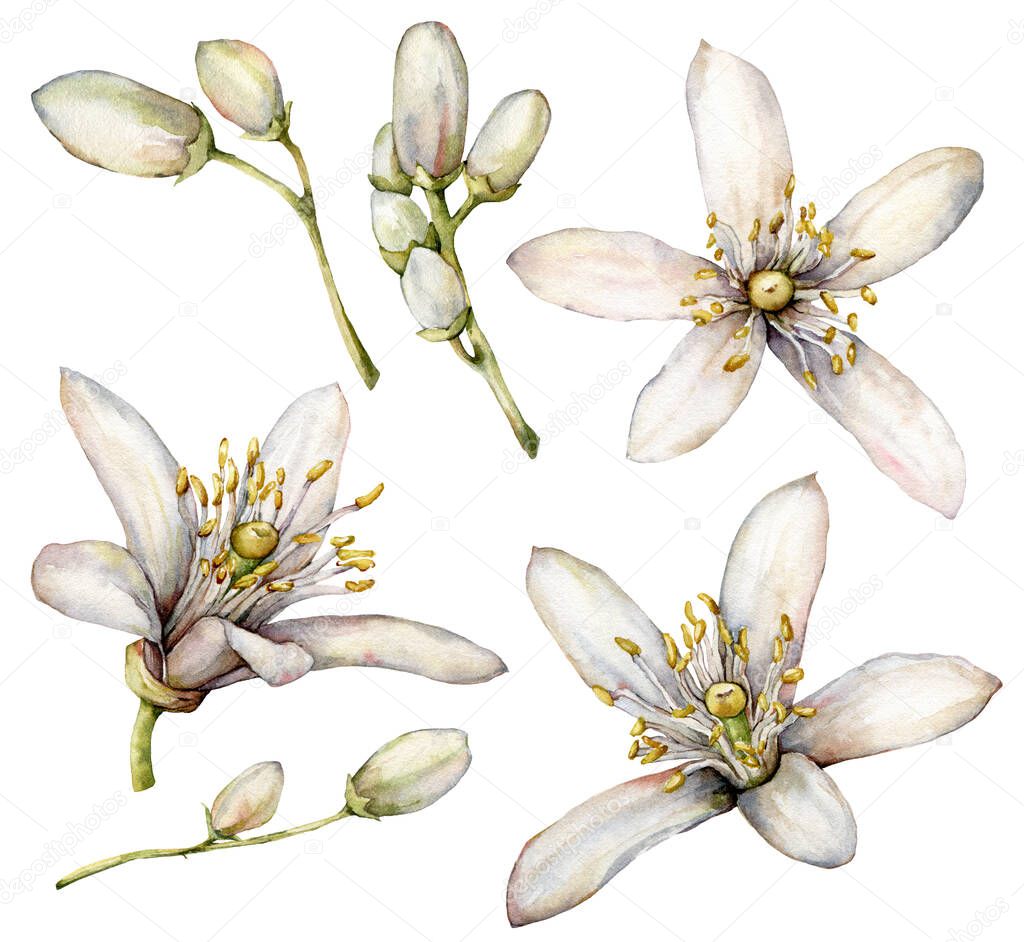 Watercolor floral set of lemon flowers and buds. Hand painted citrus plants isolated on white background. Spring illustration for design, print, fabric or background.