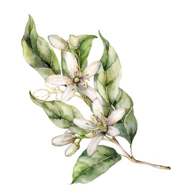 Limon çiçekleri, yapraklar ve dallardan oluşan suluboya bir kart. Beyaz arka planda elle boyanmış meyve dalı. Tasarım, baskı, kumaş veya arkaplan için bahar çizimi.