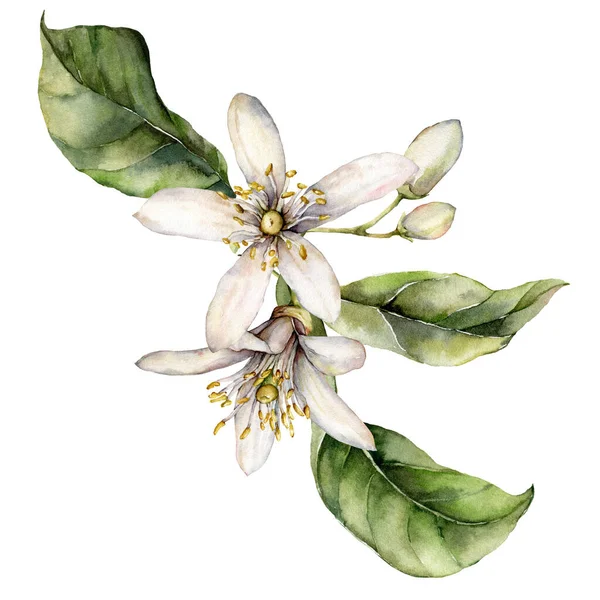 Tarjeta de acuarela tropical de flores de limón, brotes y hojas. Rama de fruta pintada a mano aislada sobre fondo blanco. Ilustración de primavera para diseño, impresión, tela o fondo. —  Fotos de Stock