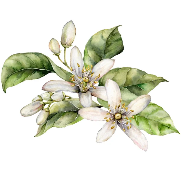 Aquarel tropische kaart van citroenbloemen, bladeren en knoppen. Handbeschilderde fruittak geïsoleerd op witte achtergrond. Voorjaar illustratie voor ontwerp, print, stof of achtergrond. — Stockfoto
