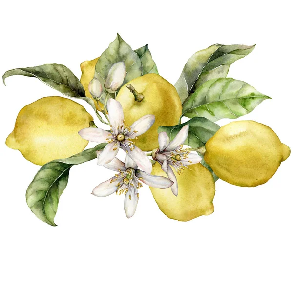 Υδατογραφία τροπική κάρτα των λουλουδιών και ώριμα λεμόνια. Χειροποίητο κλαδί από φρέσκα φρούτα και φύλλα που απομονώνονται σε λευκό φόντο. Νόστιμη απεικόνιση τροφίμων για το σχεδιασμό, την εκτύπωση, το ύφασμα ή το φόντο. — Φωτογραφία Αρχείου