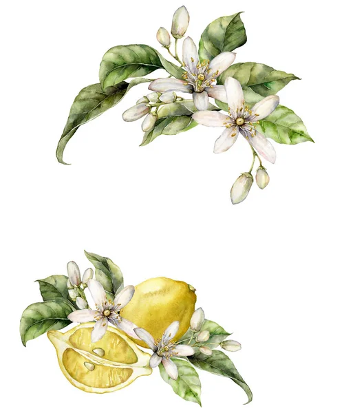 Quadro aquarela de limões maduros, folhas e flores. Borda tropical pintada à mão de frutas frescas isoladas em fundo branco. Ilustração de comida saborosa para design, impressão, tecido ou fundo. — Fotografia de Stock