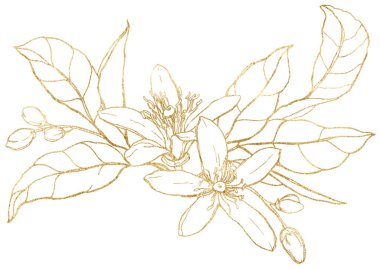 Altın limon çiçekleri, tomurcuklar ve yapraklardan oluşan suluboya bir kart. Beyaz arka planda elle boyanmış meyve dalı. Tasarım, baskı, kumaş veya arkaplan için bahar çizimi.