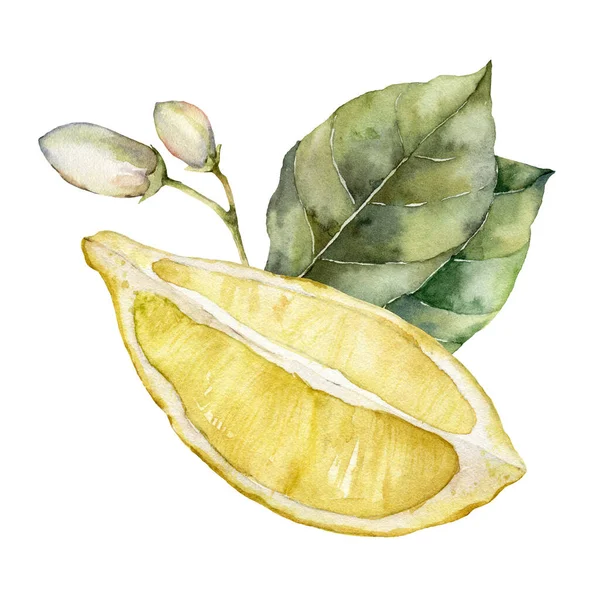 Carte tropicale aquarelle de citrons mûrs, feuilles et bourgeons. Branche peinte à la main de fruits frais et feuilles isolées sur fond blanc. Illustration alimentaire savoureuse pour la conception, l'impression, le tissu ou le fond. — Photo