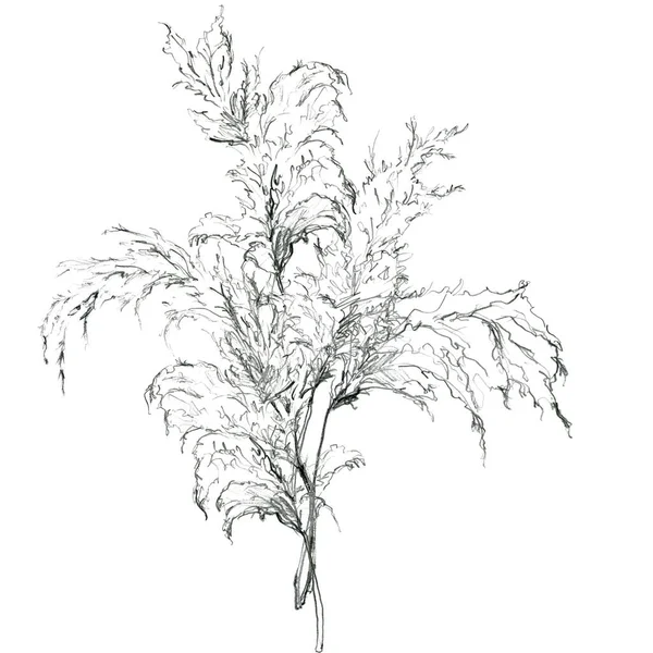 연필 선형 블랙 팜파스 잔디의 열 대 카드. 손으로 흰색 배경에 고립된 이국적 인 식물들의 부케를칠 하였다. 설계, 인쇄, 직물 또는 배경에 대한 식물상 삽화. — 스톡 사진