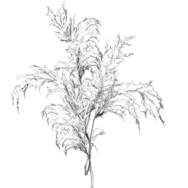 Lápis cartão tropical linear de grama pampas preto. Buquê pintado à mão de planta exótica isolada no fundo branco. Ilustração floral para desenho, impressão, tecido ou fundo. — Fotografia de Stock