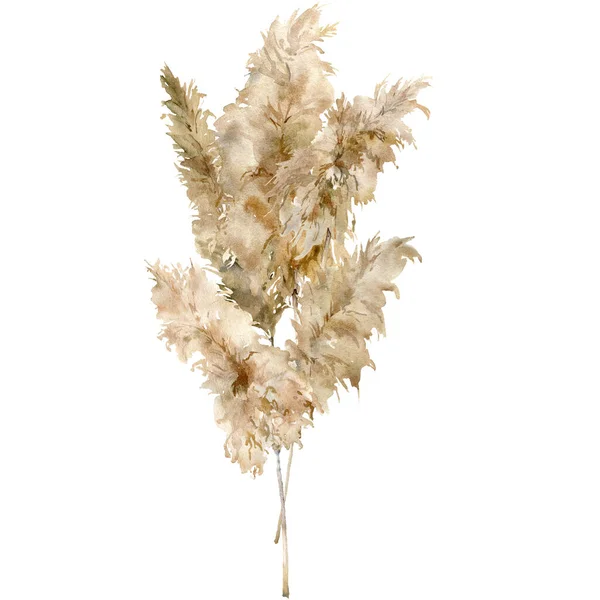 Tarjeta tropical acuarela de hierba seca de pampas. Ramo exótico pintado a mano de planta aislada sobre fondo blanco. Ilustración floral para diseño, impresión, tela o fondo. —  Fotos de Stock