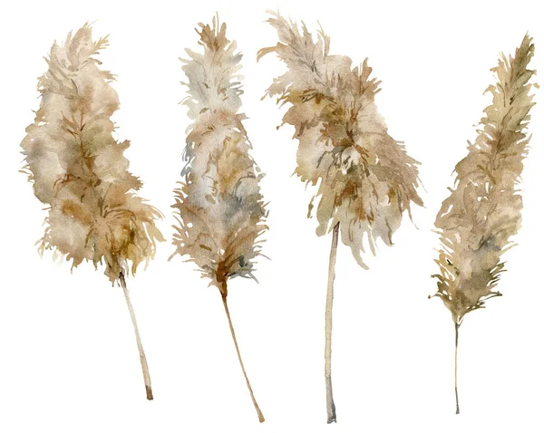 水彩艳丽的一套干草.手绘热带植物，白色背景隔离。用于设计、印刷、织物或背景的花卉图解. — 图库照片