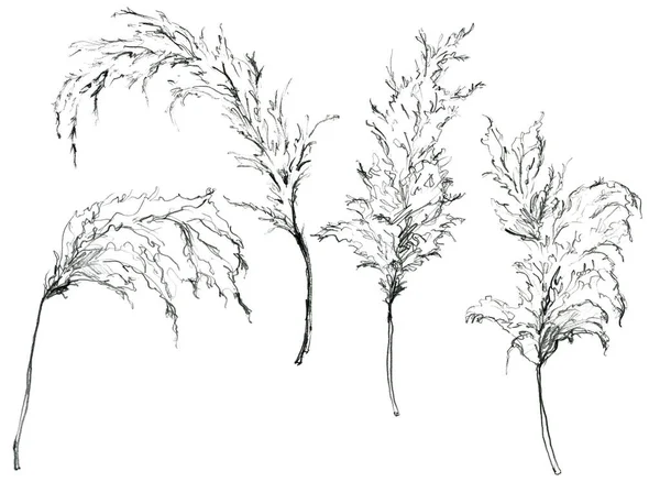 Μολύβι γραμμικό τροπικό σύνολο από μαύρο pampas γρασίδι. Ζωγραφισμένο στο χέρι εξωτικό φυτό απομονωμένο σε λευκό φόντο. Floral εικονογράφηση για σχεδιασμό, εκτύπωση, ύφασμα ή φόντο. — Φωτογραφία Αρχείου