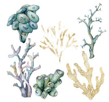 Suluboya tropikal mavi, altın, gök mavisi ve mor mercan seti. Beyaz arka planda izole edilmiş su altı bitkisi. Tasarım, baskı ya da arkaplan için Sucul çizimi. Moda denizcilik koleksiyonu.