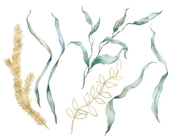 Υδατογραφία τροπικό σύνολο από χρυσό, γραμμικό και πράσινο laminaria. Υποβρύχιο φυτό απομονωμένο σε λευκό φόντο. Υδατική απεικόνιση για σχεδιασμό, εκτύπωση ή φόντο. Μοντέρνα ναυτική συλλογή. — Φωτογραφία Αρχείου