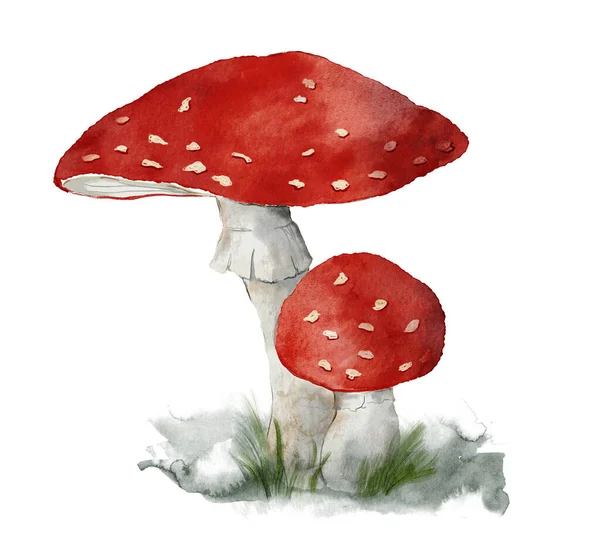 Watercolor mushrooms card of fly agaric. 손으로 칠 한 식물은 흰 바탕에 격리되어 있다. 설계, 인쇄, 직물 또는 배경을 보여 주는 식물적 숲 삽화. — 스톡 사진