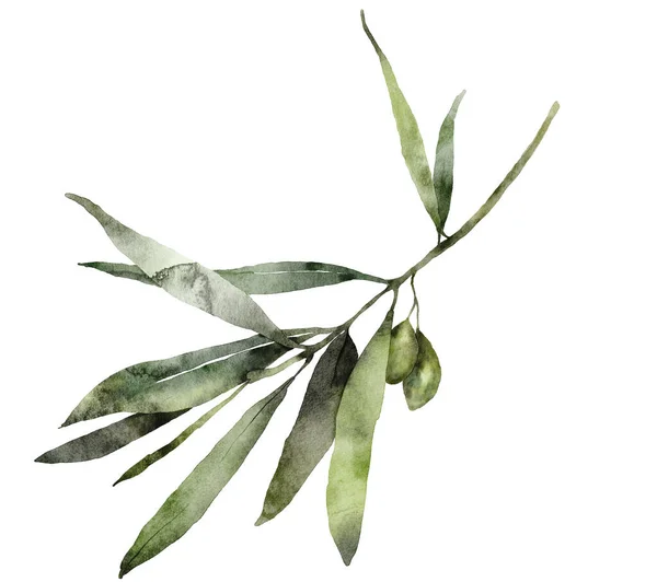 Acuarela mediterráneo rama de olivo tarjeta. Ilustración floral pintada a mano con aceitunas verdes y hojas aisladas sobre fondo blanco. Para diseño, impresión y tela. — Foto de Stock