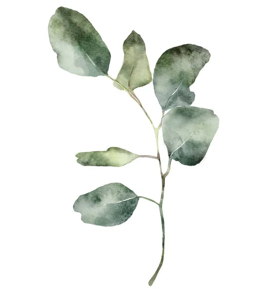 Tarjeta floral acuarela de rama y hojas de eucalipto. Eucalipto de plata pintado a mano aislado sobre fondo blanco. Ilustración para diseño, impresión, tela o fondo. — Foto de Stock