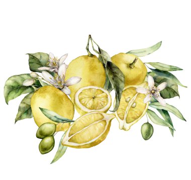 Çiçeklerden, zeytinlerden ve olgun limonlardan oluşan suluboya bir kart. Beyaz arka planda el boyaması meyve ve yapraklar. Tasarım, baskı, kumaş veya arkaplan için lezzetli besin çizimi.
