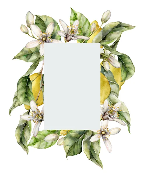 잘 익은 레몬 , 잎사귀, 꽃 및 꽃봉오리로 된 물푸레 한 회색 틀 이 있다. 손은 흰 배경에 분리 된 과일들로 이루어진 열 대의 국경을칠 하였습니다. 디자인, 인쇄, 직물, 배경을 위한 맛있는 음식 삽화. — 스톡 사진