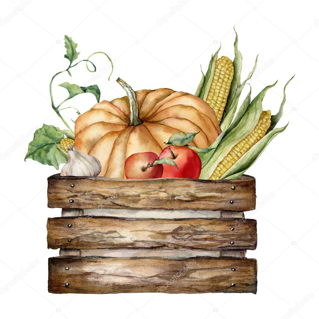 Watercolor autumn harvest composition of pumpkin, apple, corn, garlic and wooden box. Hand painted gourds isolated on white background. Botanical illustration for design, print or background.