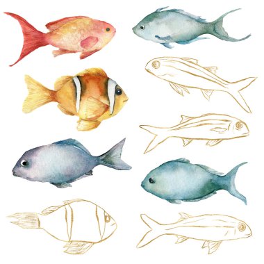 Suluboya tropik altın seti, kırmızı, turuncu ve mavi balıklar. Beyaz arka planda izole edilmiş su altı doğrusal hayvanları. Tasarım, yazdırma veya arkaplan için Sucul illüstrasyonu.