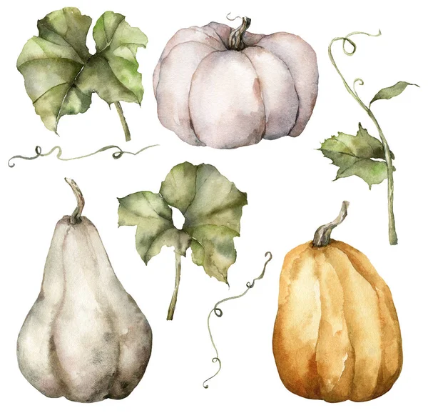 Set autunno acquerello di zucche grigie e arancioni e foglie. Gourds dipinte a mano blu, rosso e arancio isolato su sfondo bianco. Illustrazione botanica per la progettazione, stampa, sfondo. — Foto Stock