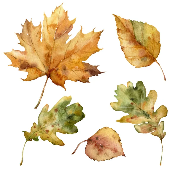Acuarela otoño conjunto de hojas. Plantas de otoño pintadas a mano aisladas sobre fondo blanco. Ilustración floral para diseño, impresión, tela o fondo. — Foto de Stock