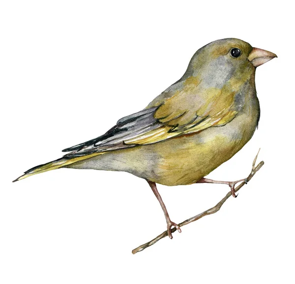 Carte aquarelle de verdure européenne. Oiseau peint à la main isolé sur fond blanc. Illustration animalière pour la conception, l'impression, le tissu ou le fond. — Photo