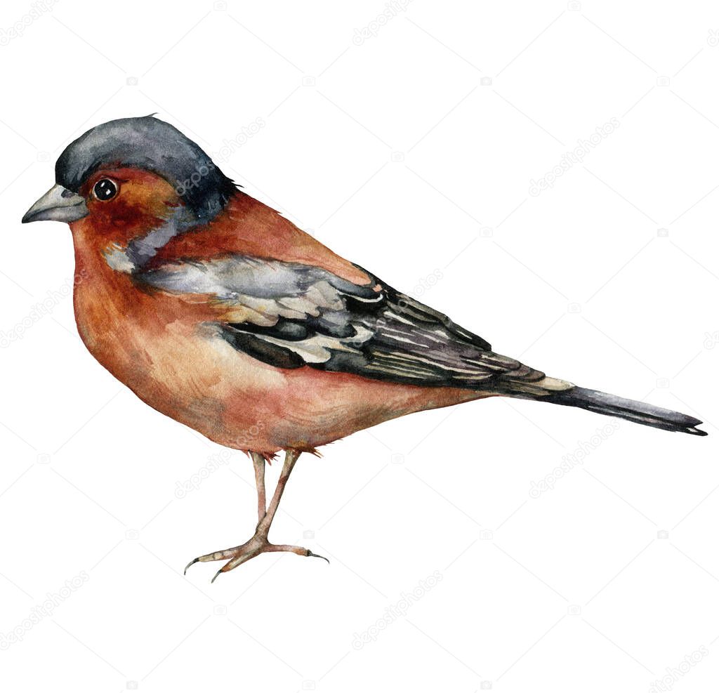 Watercolor card of common chaffinch. Hand painted bird isolated on white background. Wildlife illustration for design, print, fabric or background.