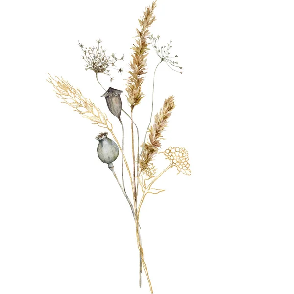 金色のドライフラワーの水彩の花セット。手描きの線形ケシ、アニス、白い背景に隔離されたパンパス草。デザイン、プリント、ファブリックまたは背景のための花のイラスト. — ストック写真