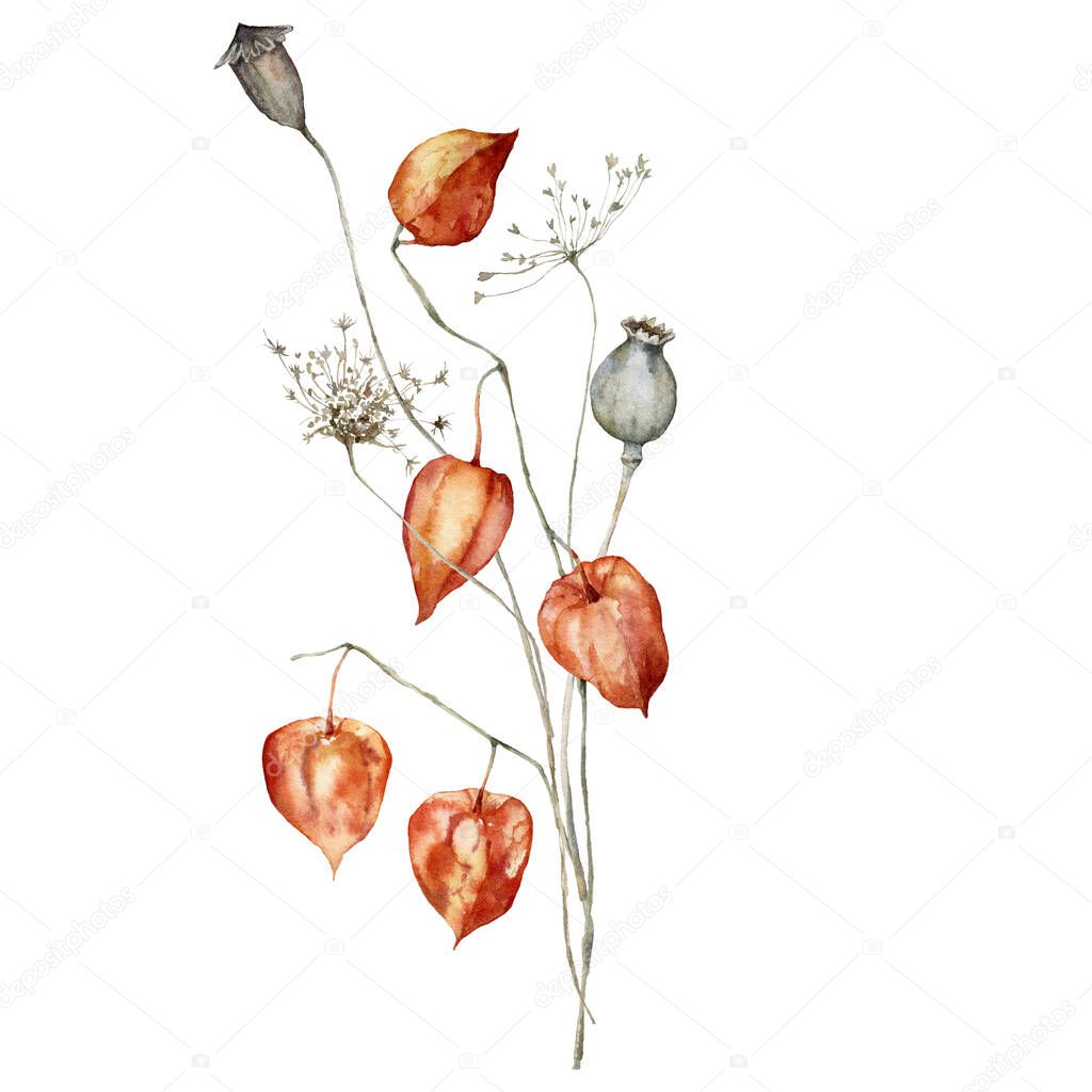 Watercolor floral set of dry flowers. Hand painted linear poppy, anise and physalis isolated on white background. Floral illustration for design, print, fabric or background.