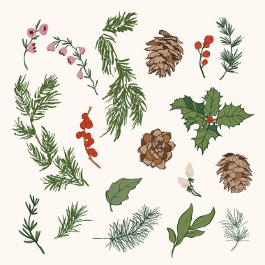 Vektör Noel çiçek seti, böğürtlen, kozalak ve dal. Beyaz arka planda el yapımı klasik koleksiyon izole edilmiş. Tasarım, baskı, kumaş veya arkaplan çizimi