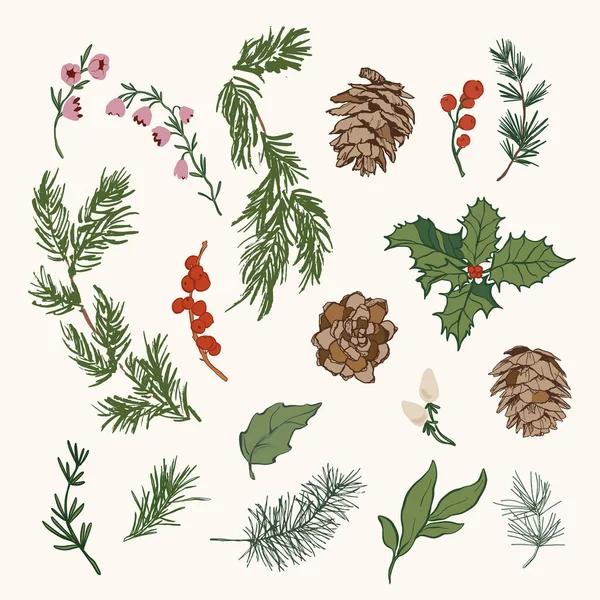 Vektör Noel çiçek seti, böğürtlen, kozalak ve dal. Beyaz arka planda el yapımı klasik koleksiyon izole edilmiş. Tasarım, baskı, kumaş veya arkaplan çizimi