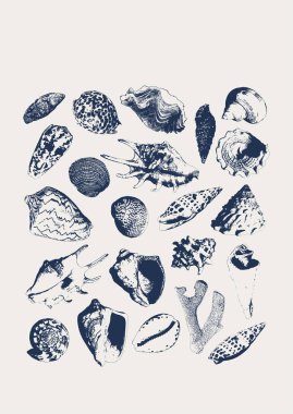 Beyaz arka planda izole edilmiş tropikal su altı mercan ve deniz kabuğu posteri. İç tasarım, baskılar, kumaş veya arkaplan kartı