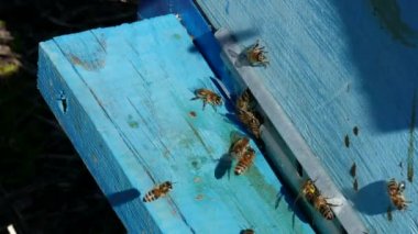 Bal arıları kovana girişinde