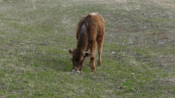 Jonge koe eten van gras — Stockvideo