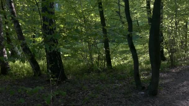 Prachtig bos op een zonnige dag — Stockvideo