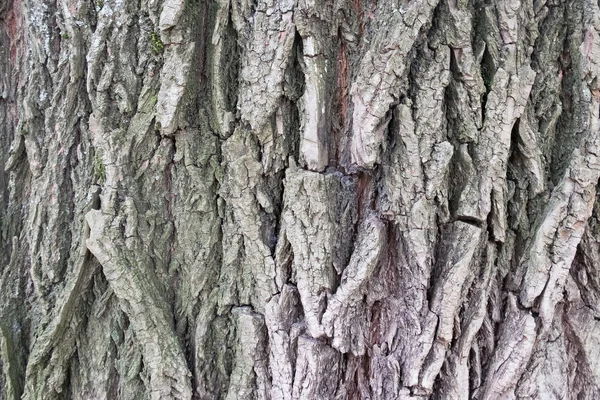 Textura de árbol de madera vieja Fondo o textura — Foto de Stock