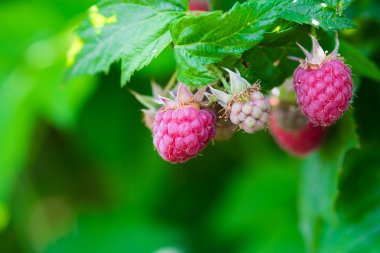 Olgun ahududu meyve bahçesinde