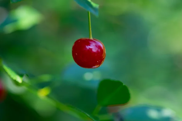 Single cherry växer på körsbärsträdet — Stockfoto