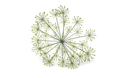 taze dereotu fışkın tohumlar üzerinde beyaz bir arka plan ile