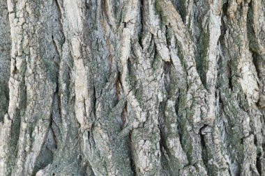 Ağaç kabuğu dokusu