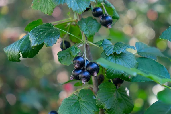 Gren av svarta vinbär i trädgården — Stockfoto