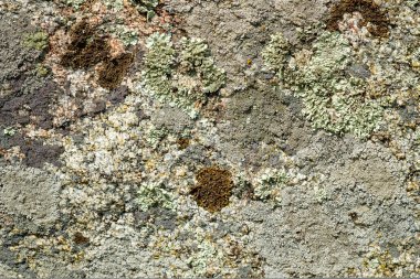 Yosun ve liken ile antik taş yüzey