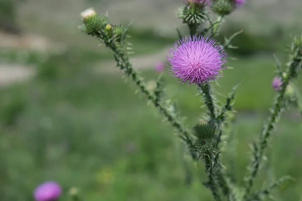 A purple Carduus Acanthoide flower. Also known as a spiny plumeless thistle. Photo taken with a natural forest background. — Stock Photo, Image